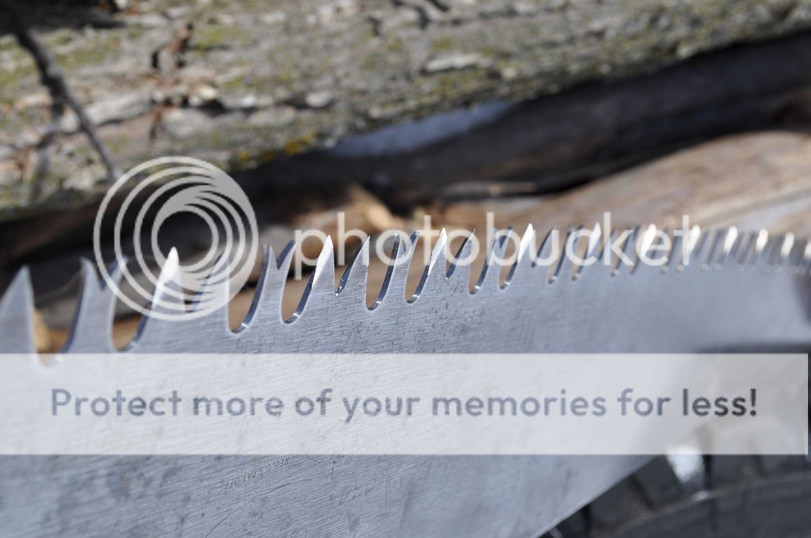 OT Two Disston One Man Saws, Tuned & Sharpened by Treeline