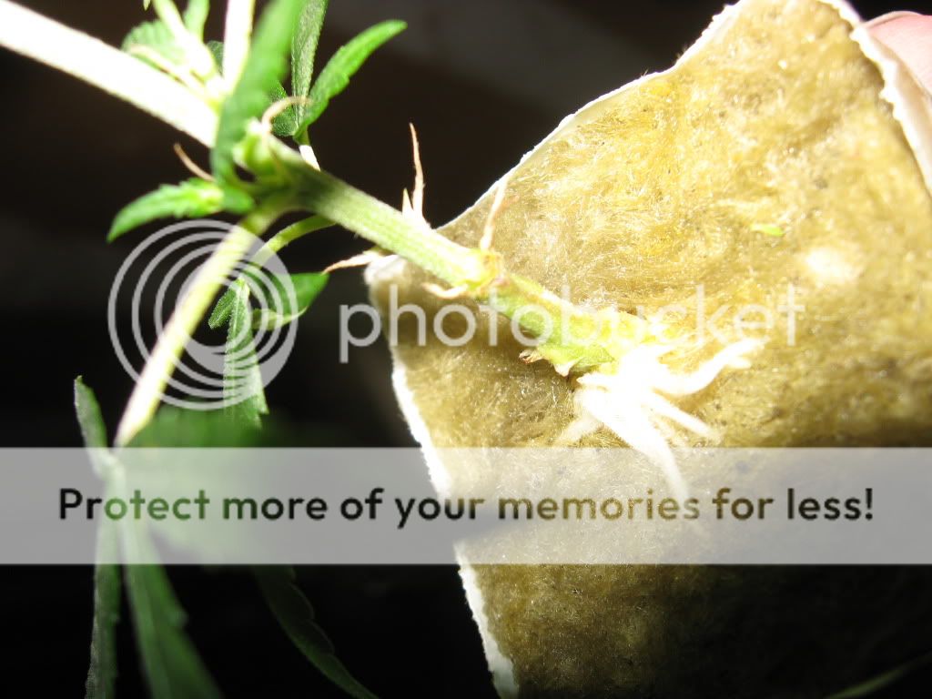 Posted Image