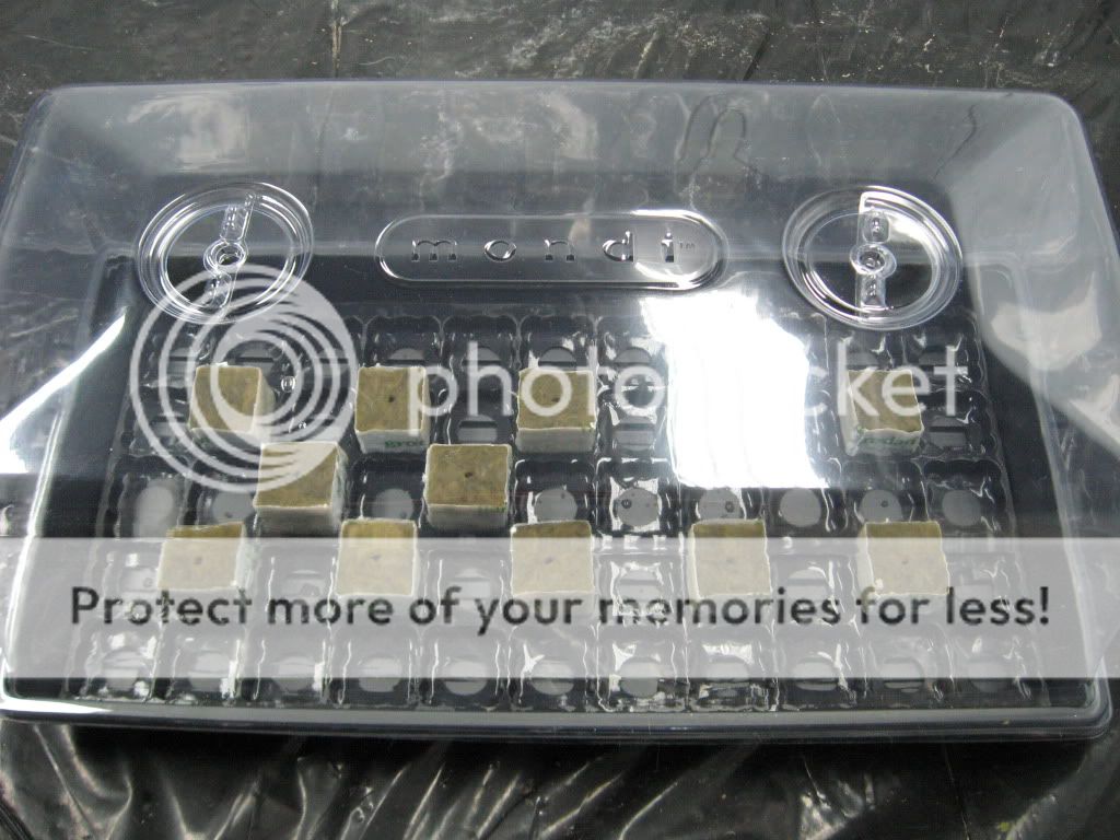 Posted Image