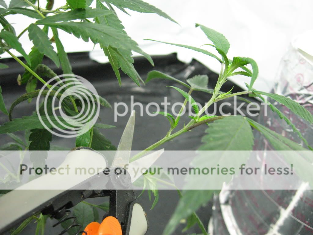 Posted Image