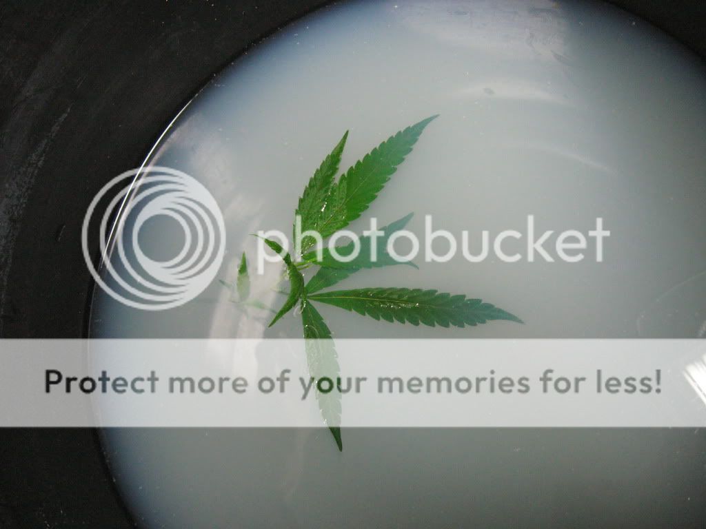 Posted Image