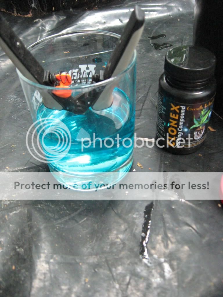 Posted Image