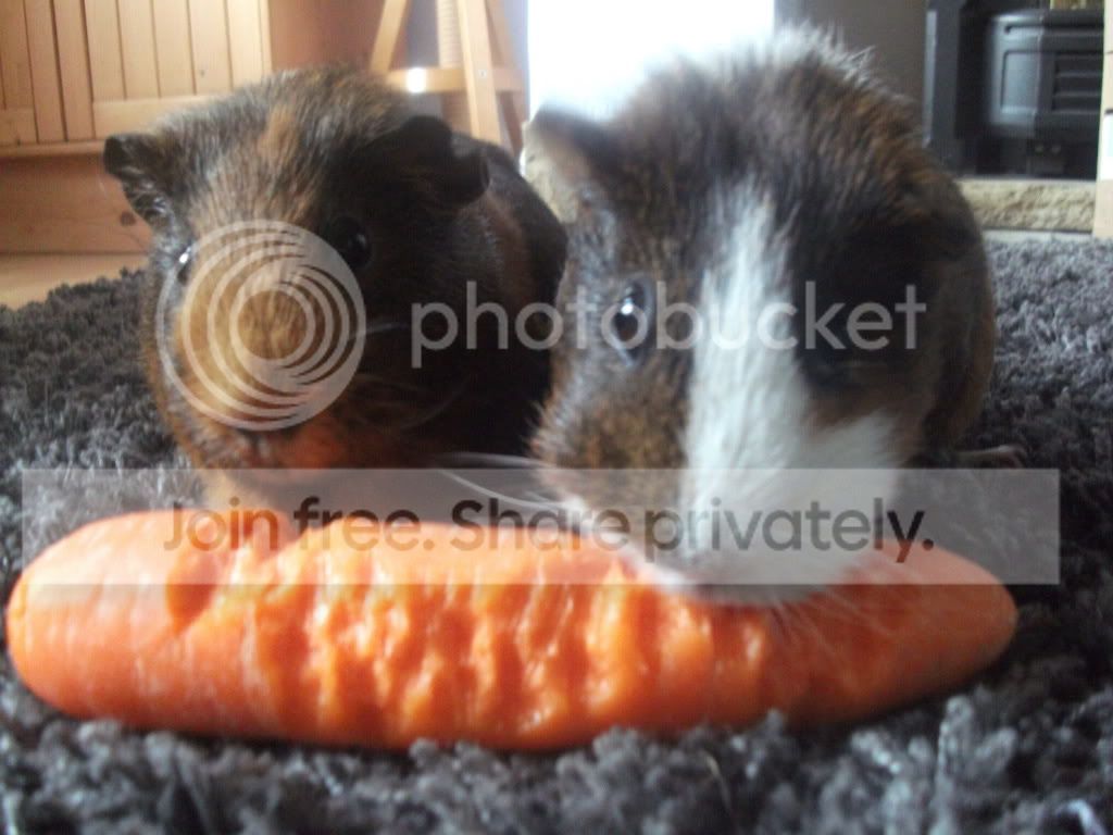 DSCF2478.jpg