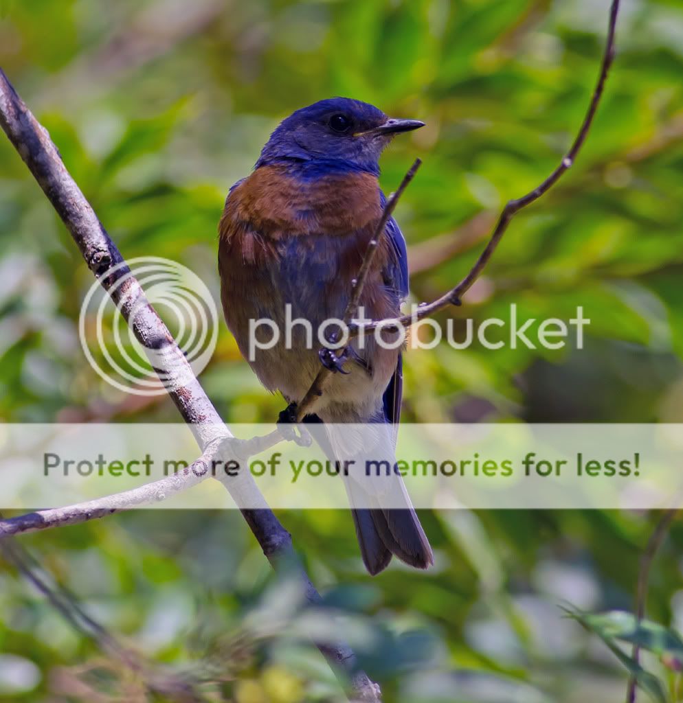 Two blue birds essay image