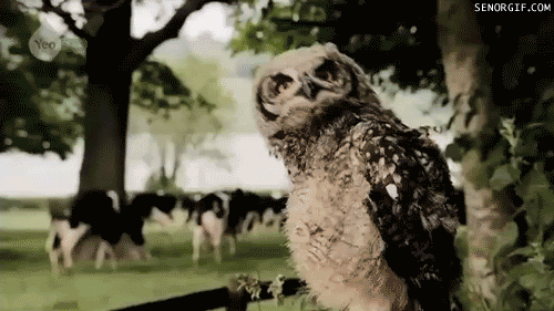 funny-pictures-gif-owl-dance.gif