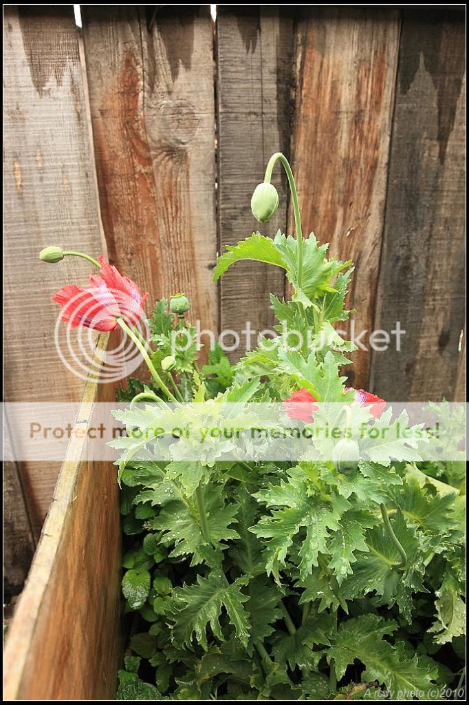 西藏自由行: 罂粟花